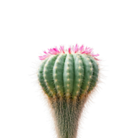 rat queue cactus longue mince traînant tiges avec petit épines en cascade de une pendaison panier png