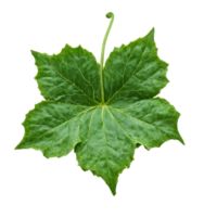 Ivy Leaf lobed green leaf with smooth edges and prominent veins curling at the edges png