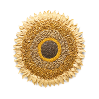 Sunflower seed mandala an arrangement of whole sunflower seeds sunflower seed kernels and sunflower seed png