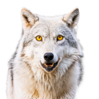 Majestic gray wolf Canis lupus howling thick silver and white fur piercing yellow eyes Animal png