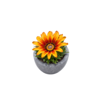 Gazania bright orange and yellow flowers with contrasting dark centers in a gray stone planter png