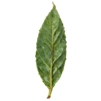 Fresh bay leaves glossy surface elongated shape deep green color Food and culinary concept png