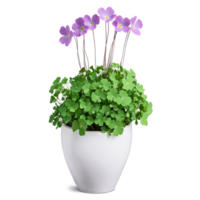 Oxalis delicate purple shamrock shaped leaves growing in a compact arrangement in a white ceramic png