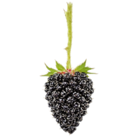 Blackberry with thorny stem and plump berries in dynamic arrangement Food and culinary concept png