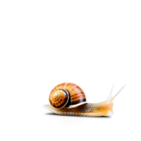 Raw snail whole spiral shell shot from above Food and culinary concept image png