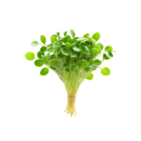 grão de bico microgreens cicer arietina brilhante verde folhas com uma sutil terreno sabor elegantemente agrupado microgreen png