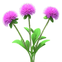 Globe amaranth Gomphrena globosa with small clover like flowers in shades of purple pink or png