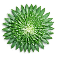 Chive mandala an oniony mandala of chive leaves with powder snipping and steam rising png