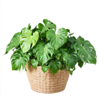 Philodendron lush green heart shaped leaves with a glossy sheen spilling over the sides of png