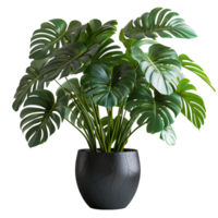 Transparent indoor plant png