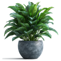 transparant binnen- planten png