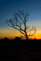 Big tree silhouette sunset photo