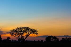 grande árbol silueta puesta de sol foto