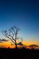 Big tree silhouette sunset photo