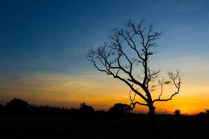 Big tree silhouette sunset photo
