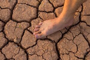 Naked human barefeet on dry soil with growing tree photo