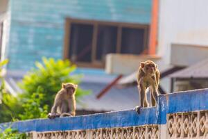 Monkey on fence photo