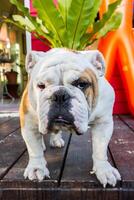 male english bulldog photo