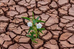 Pattern of cracked and dried soil With a white flower photo