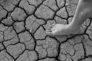 Naked human barefeet on dry soil with growing tree photo