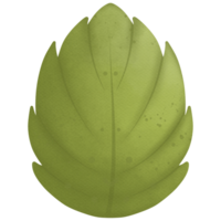 hoja acuarela acortar Arte entonces linda png