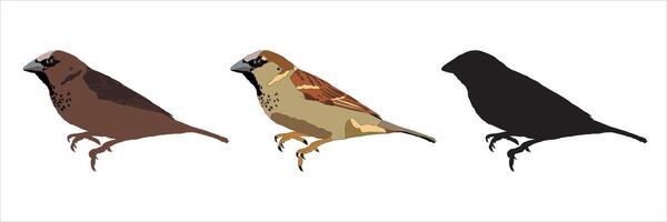 Sparrow Bird Isolated Illustration Set vector