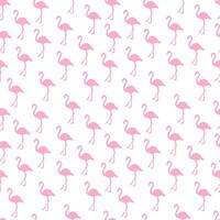 fondo transparente flamingo rosa vector