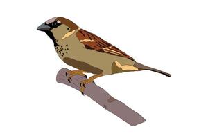 Sparrow on Branch Isolated Illustration vector