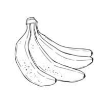 manojo de bananas garabatear. mano dibujado negro línea Arte plátano ilustración para plátano sabor productos diseño. dulce Fruta bosquejo vector