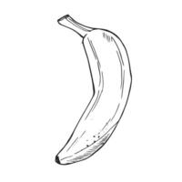 Banana in outline illustration. Elements for coloring pages. No background. Doodle vector