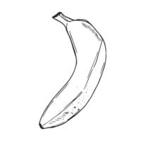 Banana in outline illustration. Elements for coloring pages. No background. Doodle vector