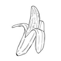 Ripe opened banana doodle sketch style. Ink hand engraved peeled banana. Tropical fruit, vintage icon vector