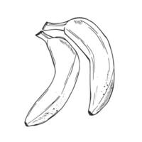 Banana in outline illustration. Elements for coloring pages. No background. Doodle vector