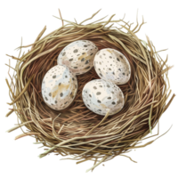 Eier in einem Nest png