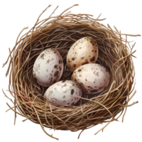 Nest mit Eiern png