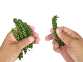hand holding fresh pepper, transparent background png