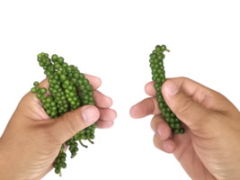 hand innehav färsk peppar, transparent bakgrund png