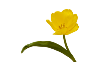 Delicate yellow tulip as a holiday-themed greeting card design. Place for text. Horizontal. Photo in high quality png