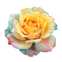 blooming yellow rose png