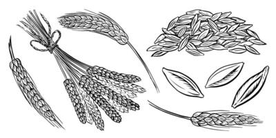 The image of the ears. Wheat, barley and grain malt. A handful of grains. For a poster about the beer or whiskey production process at the brewery. Hand-drawn illustration with engraving. vector