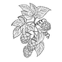 A branch of hops with fruits and leaves. black and white hand-drawn illustration on a white background. A design element for a pub or restaurant menu, label and poster, logo and packaging. vector