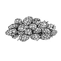 A handful of hop cones. black and white hand-drawn illustration on a white background. Design elements for pub and restaurant menus, labels and posters, logos and packaging. vector