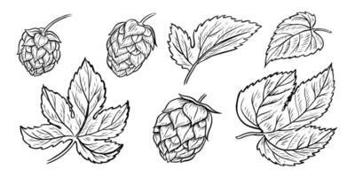 Cones and leaves of hops. A set of black-and-white hand-drawn illustrations highlighted on a white background. Design elements for pub or restaurant menus, labels and poster, logo and packaging vector