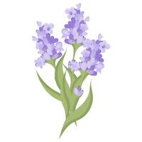 Bouquet of lavender flowers. Campasia made of purple and lilac twigs for your design. illustration on white background. vector