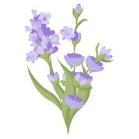 Bouquet of lavender flowers. Campasia made of purple and lilac twigs for your design. illustration on white background. vector