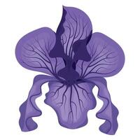 Iris flower purple. illustration on white background. vector