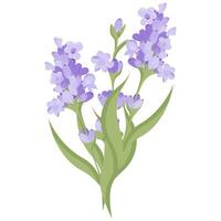 Bouquet of lavender flowers. Campasia made of purple and lilac twigs for your design. illustration on white background. vector