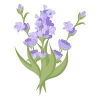 Bouquet of lavender flowers. Campasia made of purple and lilac twigs for your design. illustration on white background. vector