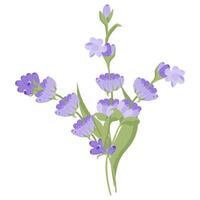 ramo de flores de lavanda flores campasia hecho de púrpura y lila leña menuda para tu diseño. ilustración en blanco antecedentes. vector