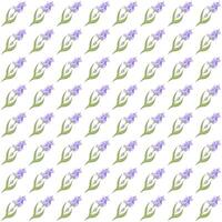 A sprig of lavender. Purple flower. Seamless pattern. illustration. vector